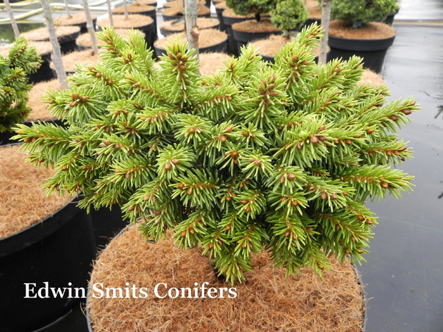 Picea abies 'Amata'